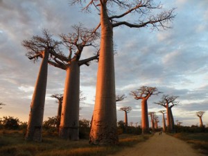 Baobab, τα "ανάποδα δέντρα"