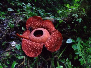 Rafflesia Arnoldii: Το μεγαλύτερο λουλούδι στον κόσμο