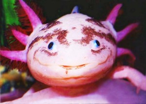 perierga.gr - Axolotls: Ένα "χαμογελαστό" ψάρι!