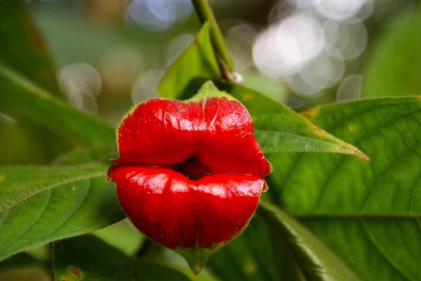 perierga.gr - Psychotria Elata: Φυτό για... φίλημα!