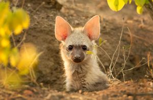 Γνωρίζετε το αξιαγάπητο... aardwolf;