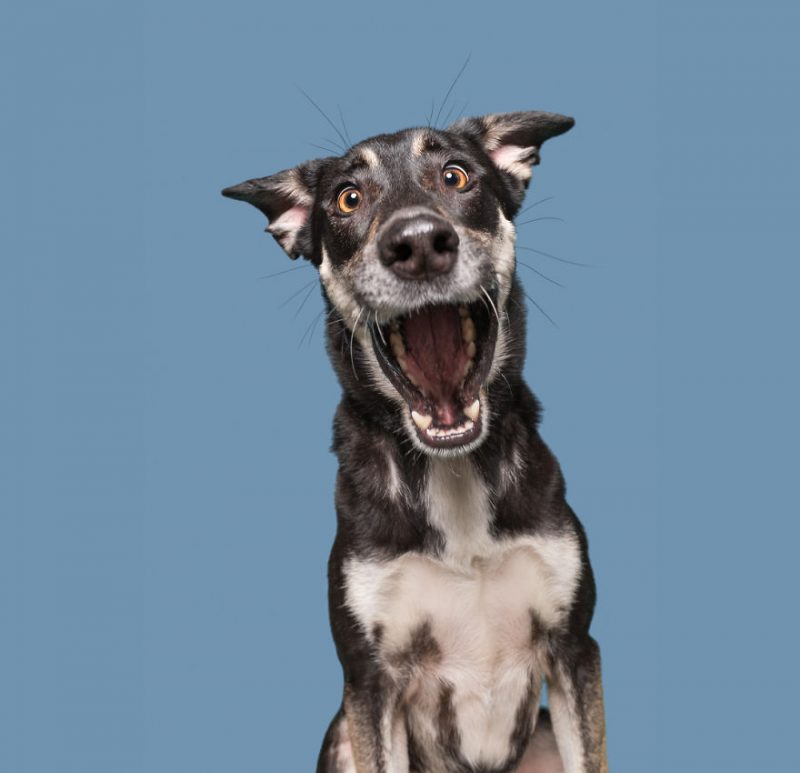 Perierga.gr - Χαριτωμένα σκυλιά ποζάρουν με... νάζι στο φακό