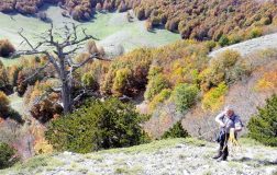 Perierga.gr - Το αρχαιότερο δέντρο της Ευρώπης είναι 1.230 ετών και αναπτύσσεται ακόμα