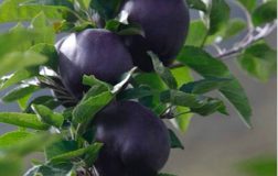 Perierga.gr - Σπάνια μήλα με μωβ χρώμα!