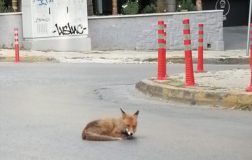 Perierga.gr - Αλεπού λιάζεται στη μέση του δρόμου στην Αγία Παρασκευή