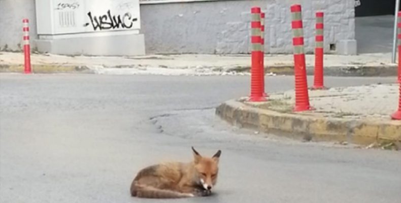 Perierga.gr - Αλεπού λιάζεται στη μέση του δρόμου στην Αγία Παρασκευή