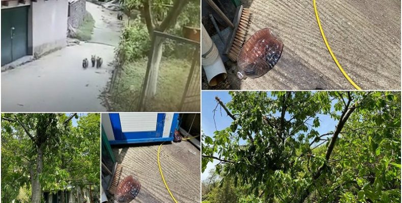 Perierga.gr - Αρκουδάκια έκανα "έφοδο" σε αγρόκτημα και ήπιαν κρασί και τσίπουρο...