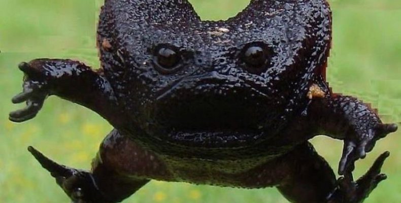 Perierga.gr - Ο αφρικανικός βάτραχος με το περίεργο κόασμα!