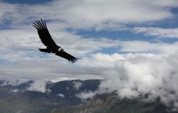 Perierga.gr - Πουλί μπορεί να πετάξει απόσταση περίπου 170 χλμ χωρίς να κουνήσει τα φτερά του!
