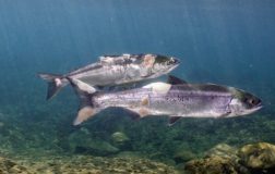 Perierga.gr-ΗΠΑ: Σολομοί σχεδόν «ψήθηκαν ζωντανοί στο νερό» εξαιτίας του πρόσφατου καύσωνα